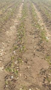 صورة من عطش المزارع