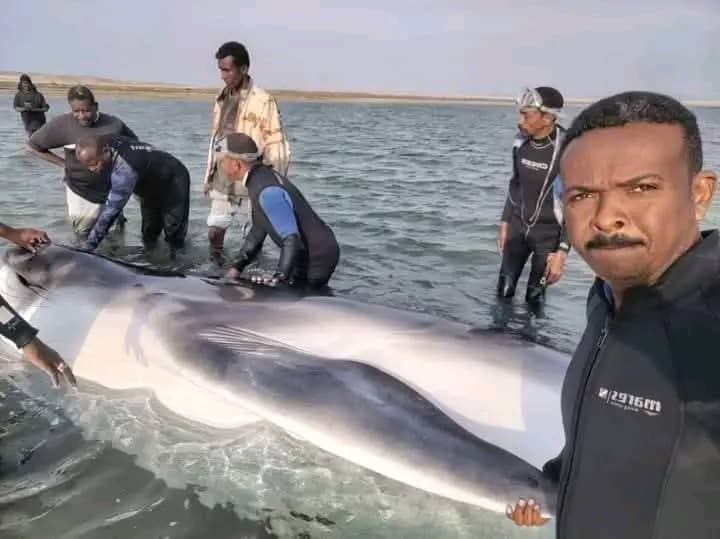 نفوق حوت زعنفي نادر علق في مياه ضحلة بخليج دنقناب في السودان