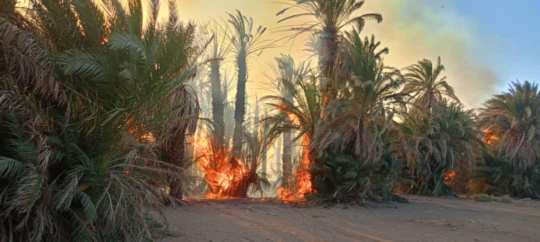 حريق يقضي على 1500 نخلة في الشمالية